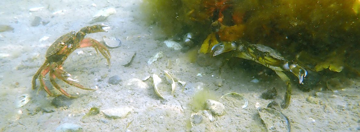 common littoral crab (Carcinus maenas)
