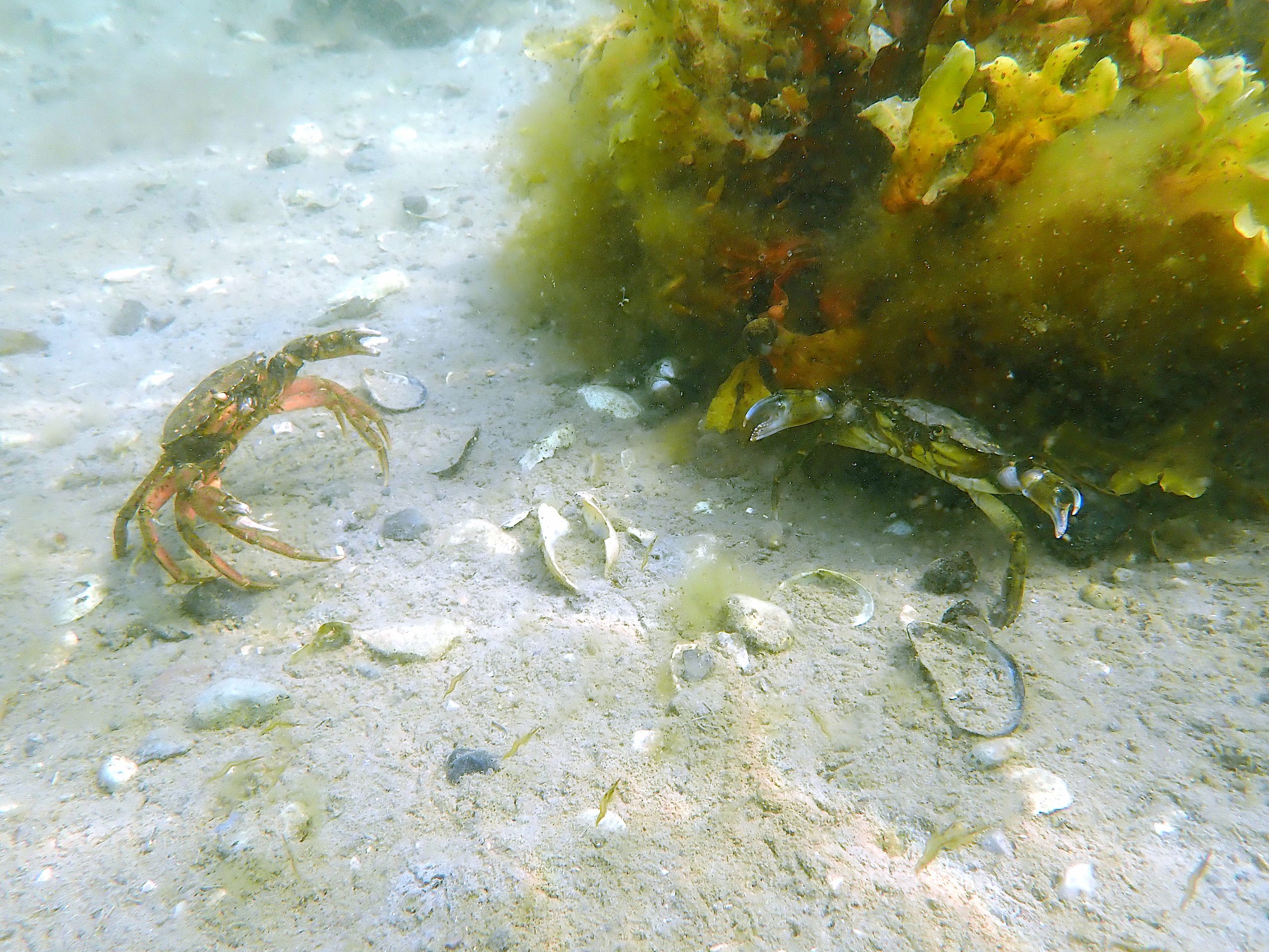 common littoral crab (Carcinus maenas)